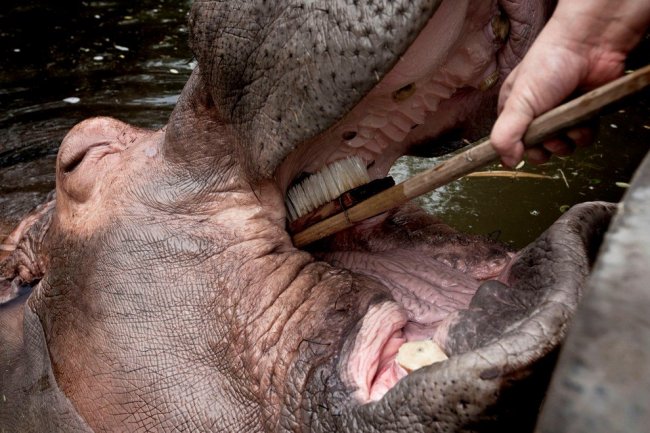Как почистить зубы бегемоту