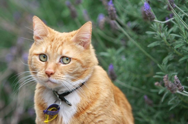 Ученые обвинили кошек в нежелании работать за еду и склонности к "халяве"