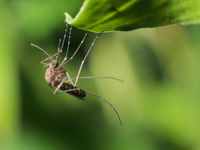 Пять этапов жизни комара