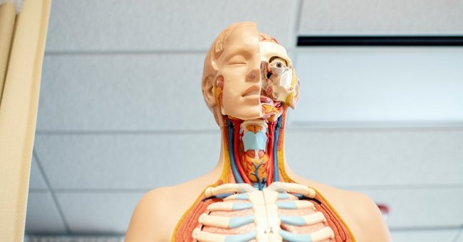 Сколько всего органов в человеческом теле