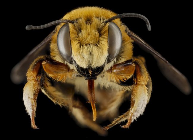 Как изменится мир, если исчезнут пчелы