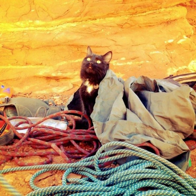 Кошка Милли – покорительница горных вершин