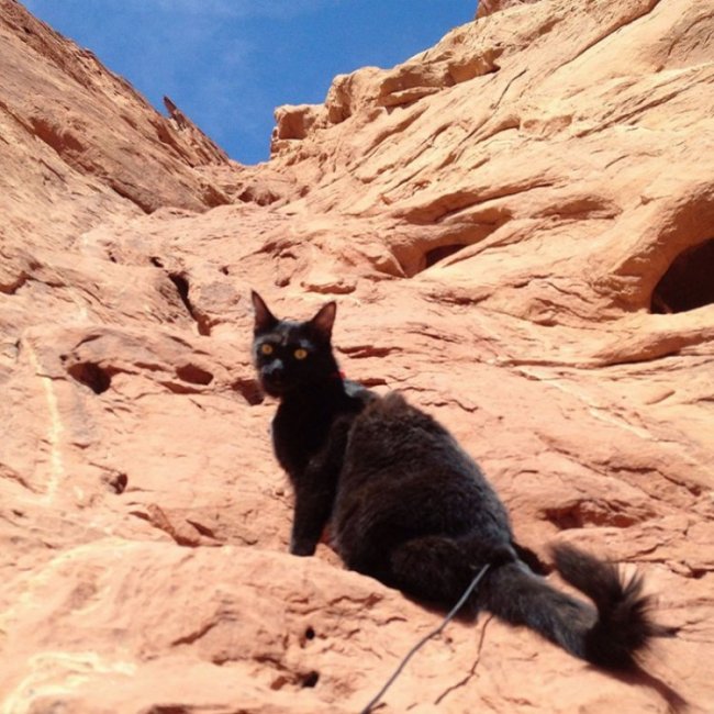 Кошка Милли – покорительница горных вершин