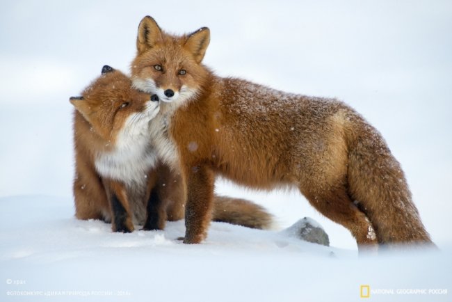 Лучшие снимки дикой природы России по версии National Geographic