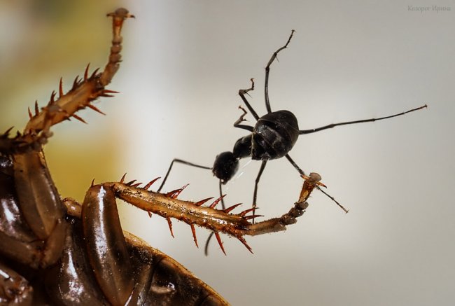 На языке муравья