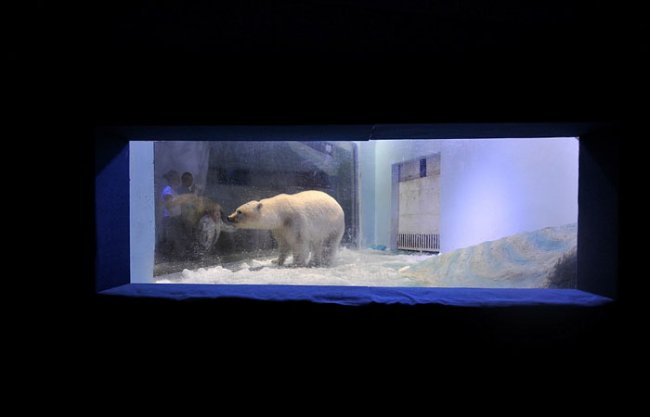 У самого несчастного медведя в мире появился шанс на спасение