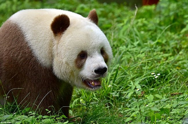 Единствення в мире коричневая панда живет в Шаньси