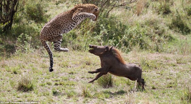 Виртуозы охоты: летающий леопард