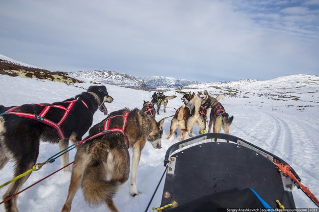 Собачий общественный транспорт в Норвегии