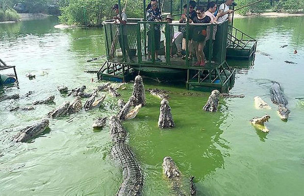 Крокодиловая ферма в провинции Чонбури для любителей острых ощущений
