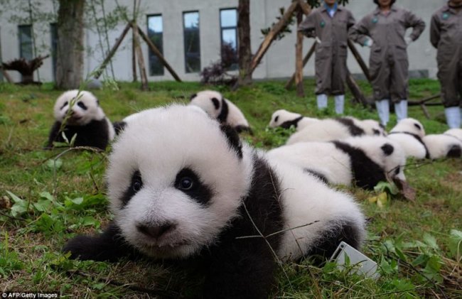 У панд в Китае настоящий бэби-бум!
