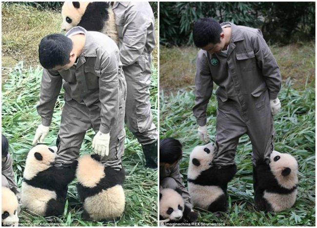 У панд в Китае настоящий бэби-бум!
