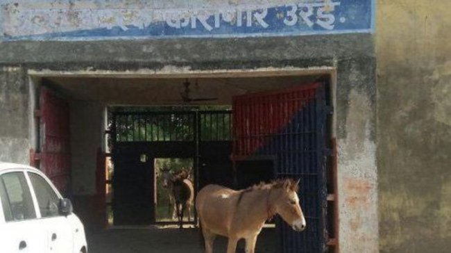 В Индии в тюрьму угодило стадо ослов