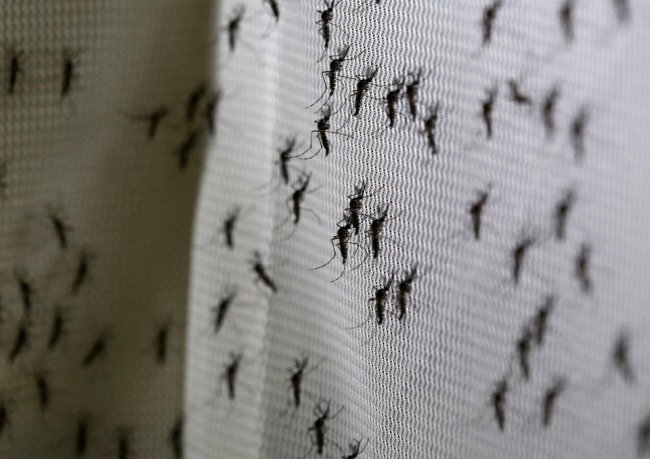 Билл Гейтс выделил миллионы долларов на создание комаров-убийц