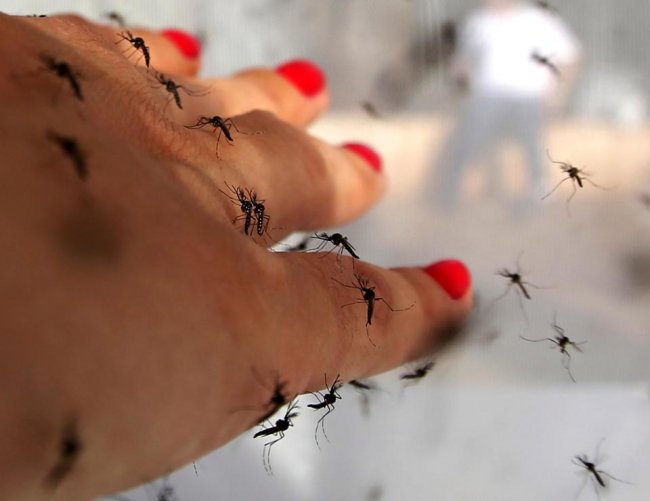 Билл Гейтс выделил миллионы долларов на создание комаров-убийц