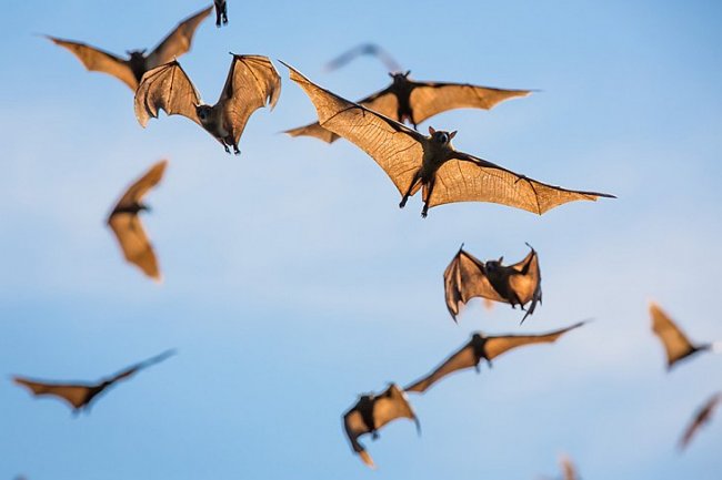 Удивительные кадры миграции летучих мышей