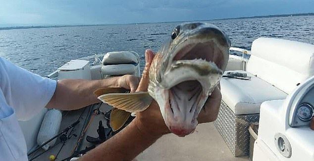 Рыбачка поймала мутанта с двумя ртами