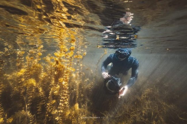 Увлекательные подводные снимки Лорана Фарже