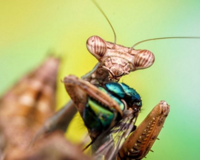 Макроснимки насекомых Флориана Дзула