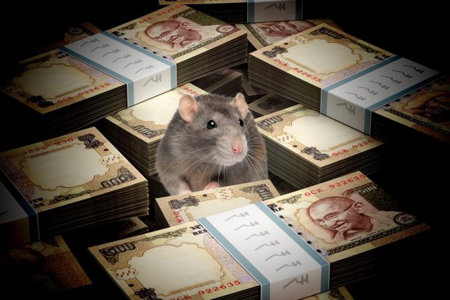 Мыши похитили более 40 тысяч рублей из магазина